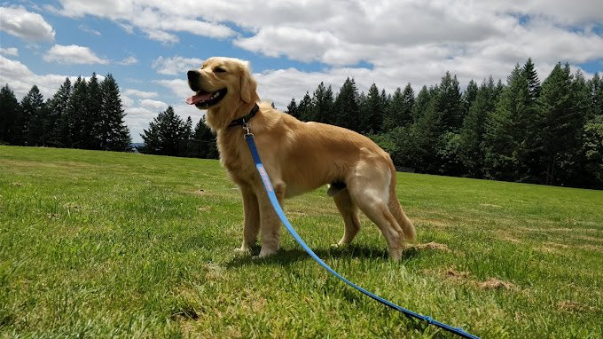 Winkelman-Dog-Park-Dog -Leash-pethotelbooking