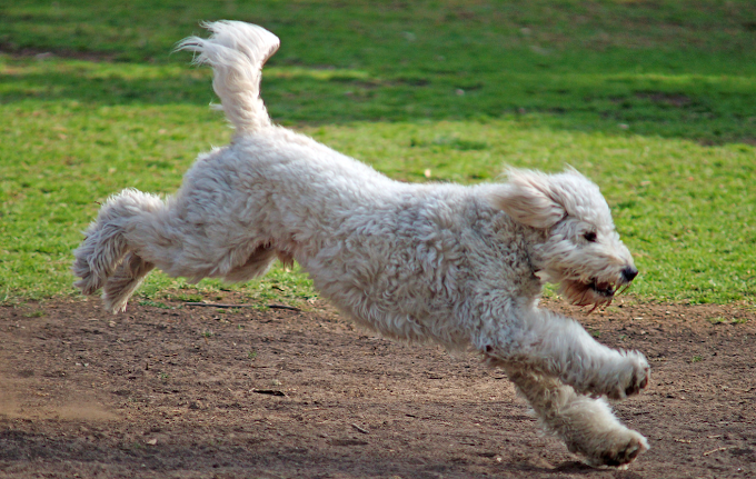 Winkelman-Dog-Park-Dog-Running