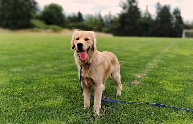 Winkelman-Dog-Park-Dog-Standing