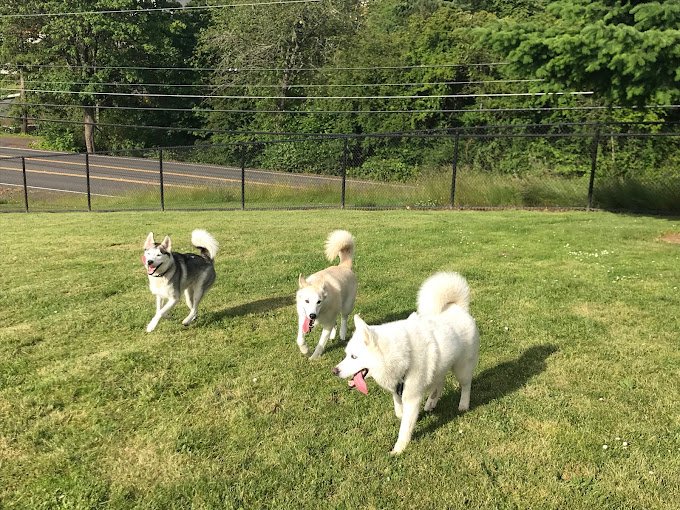 Winkelman-Dog-Park-dogs-standing