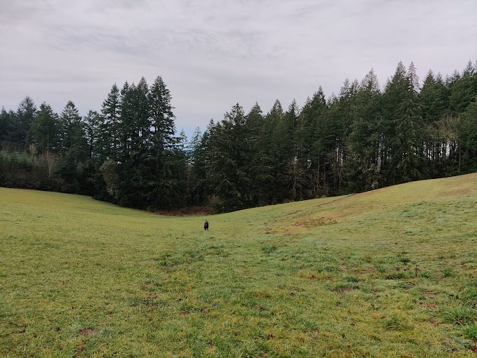 Winkelman-Dog-Park-pethotelbooking