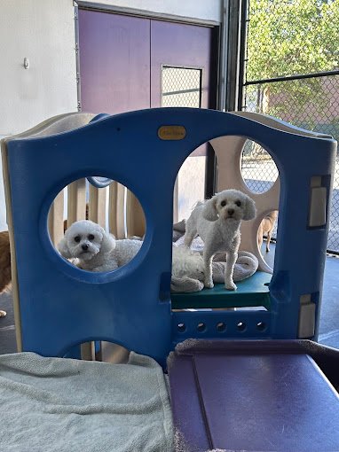 barkzone-Dog-Daycare-beaverton-oregon