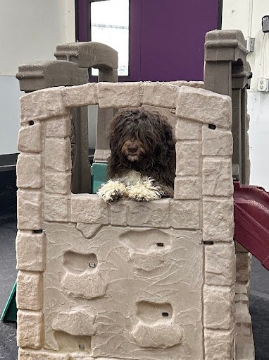 barkzone-Dog-Daycare-slide