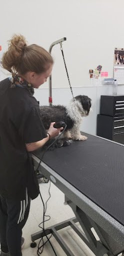 barkzone-Dog-Daycare-trimming