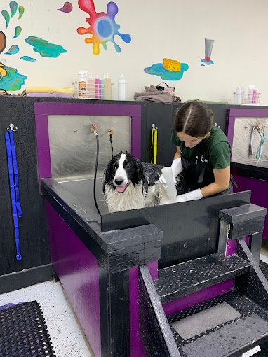 barkzone-Dog-Daycare-Grooming-boarding