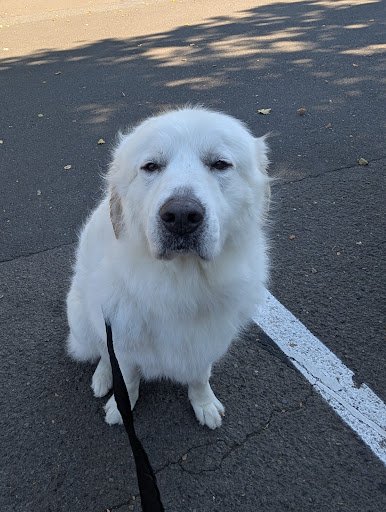 Photo from customer review