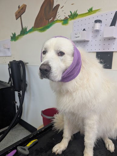 Photo from customer review