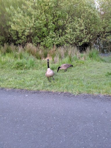 fanno-creek-greenway-animals