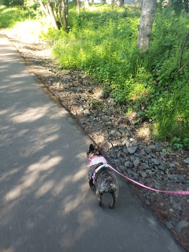 fanno-creek-greenway-pet-dog-walk