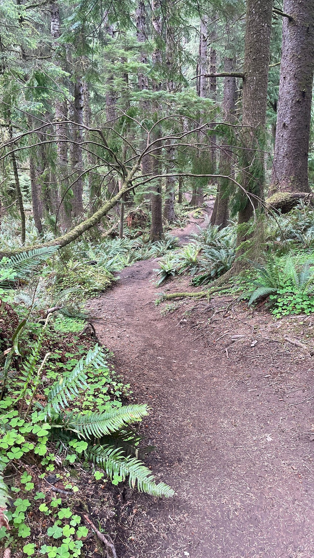 ecola-walking-path-pethotelbooking