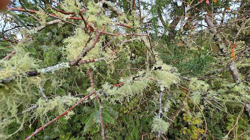 Photo from customer review