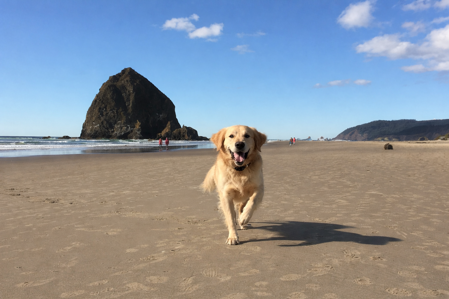 Golden Retriever Dog Cannon Beach