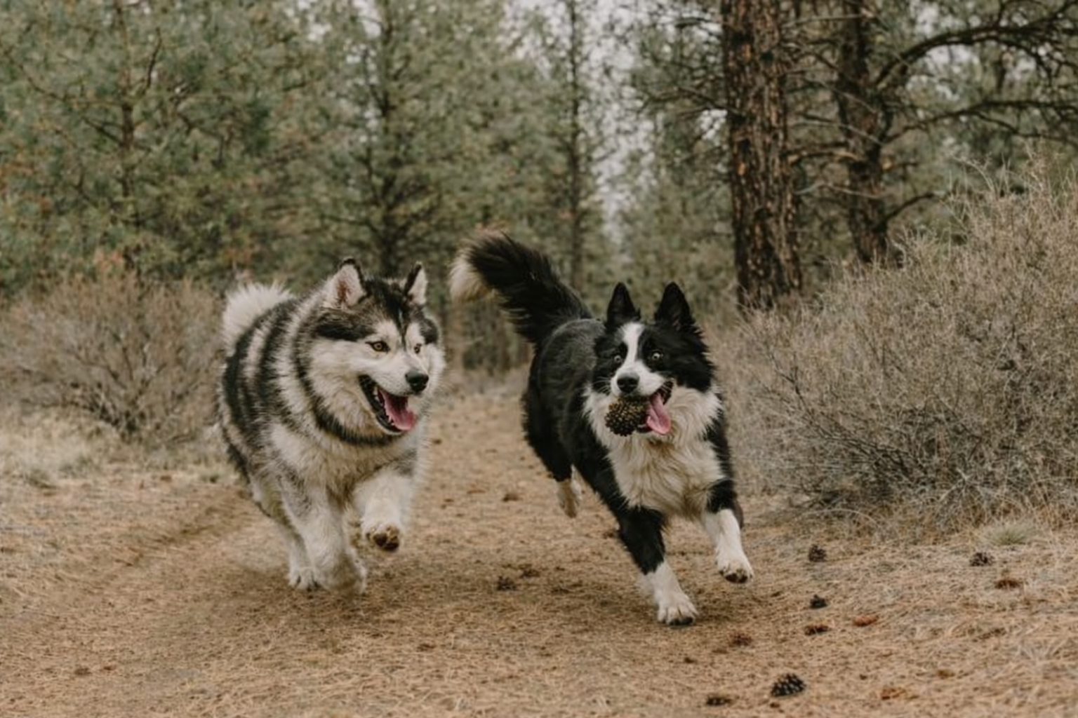 pet-friendly hotels in bend