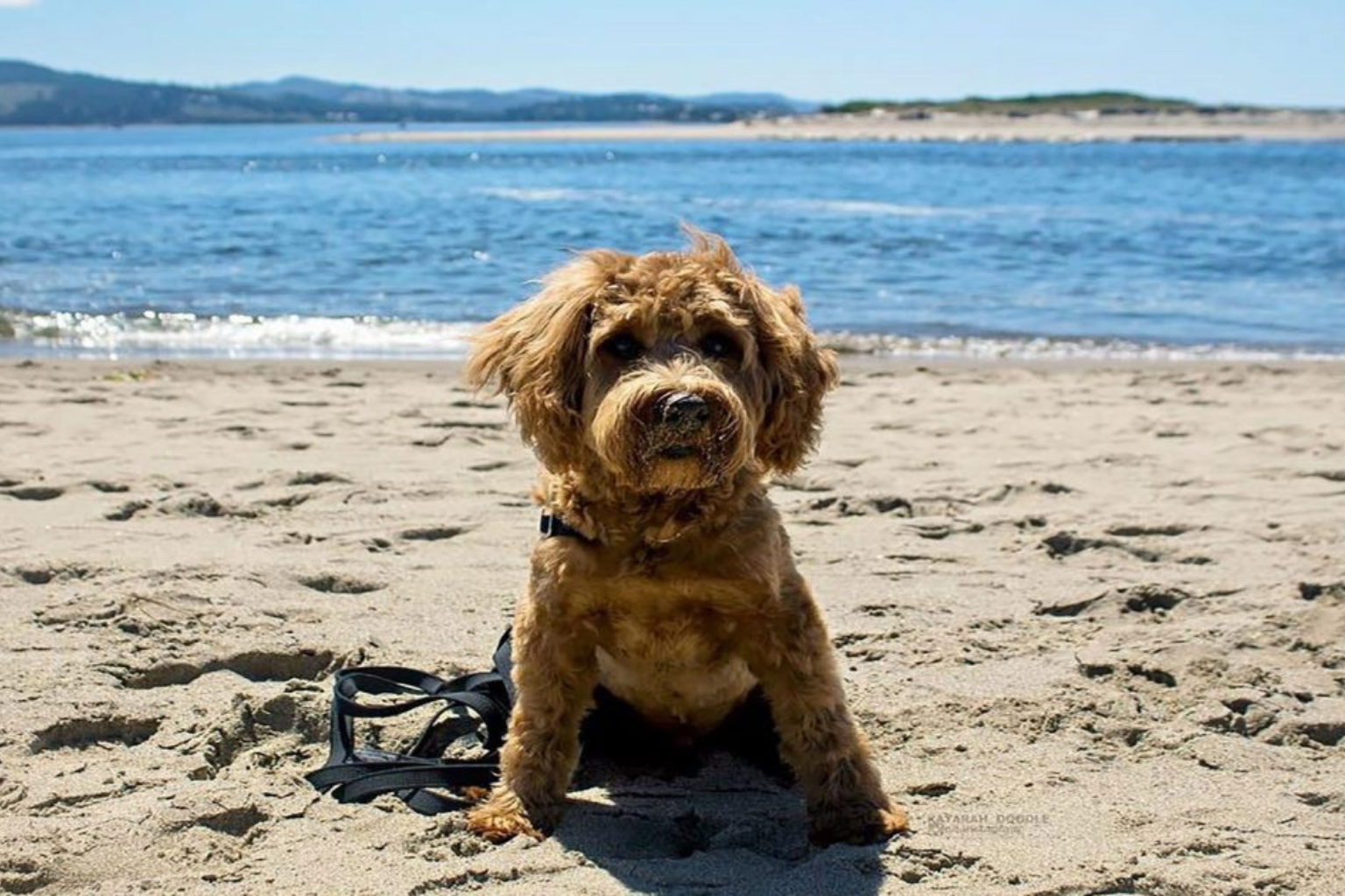 lincoln-city-pethotelbooking