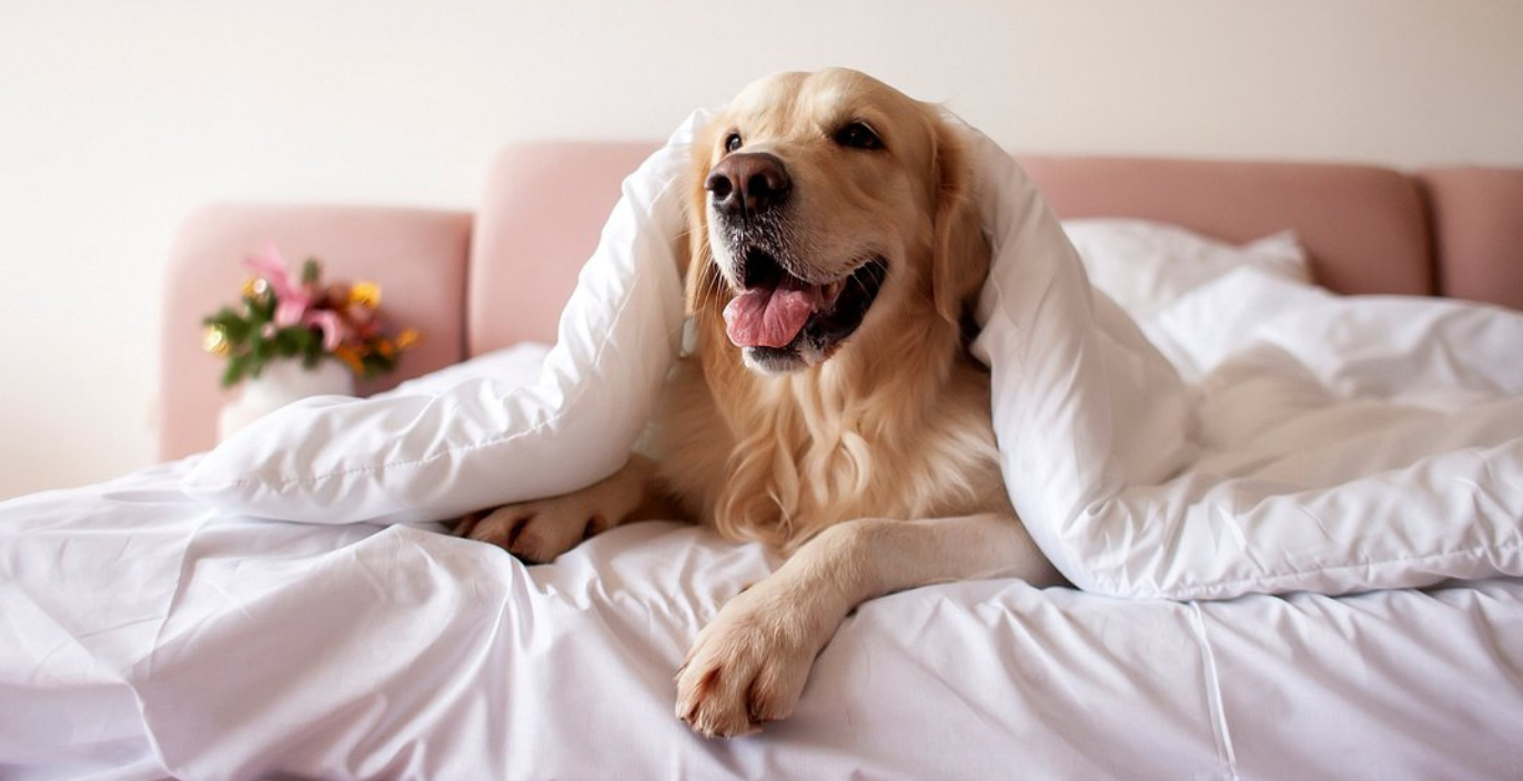 pet-friendly hotels in eugene