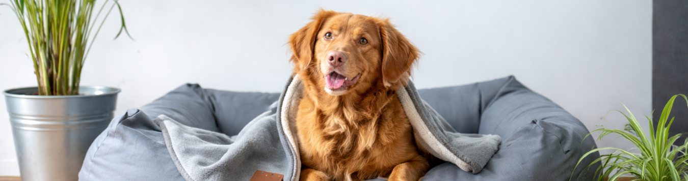 pet-friendly hotels in Helen