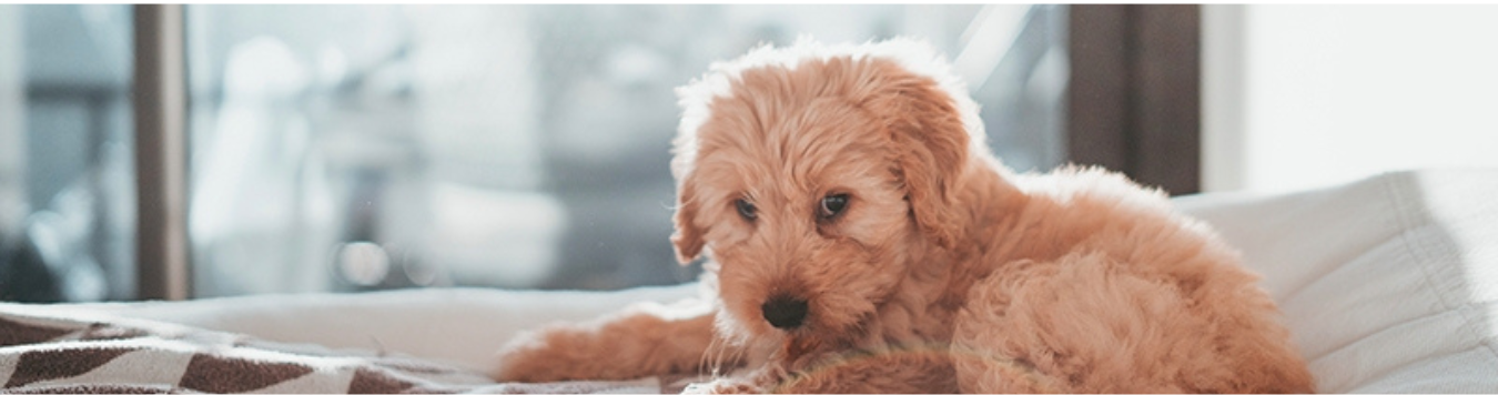 pet-friendly hotels in cleveland