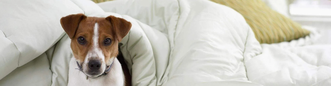 pet-friendly hotels in holland