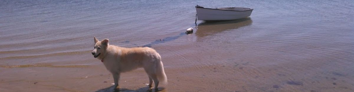 pet-friendly hotels in provincetown