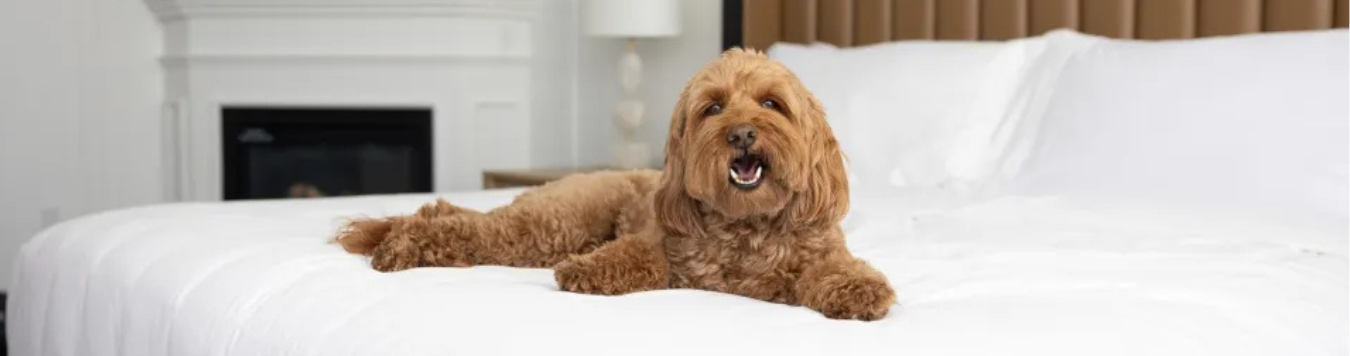 pet-friendly hotels in san francisco