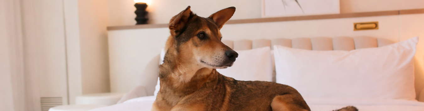 Pet-Friendly Hotels in Las Vegas