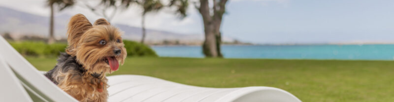 Pet-Friendly Hotels in Maui