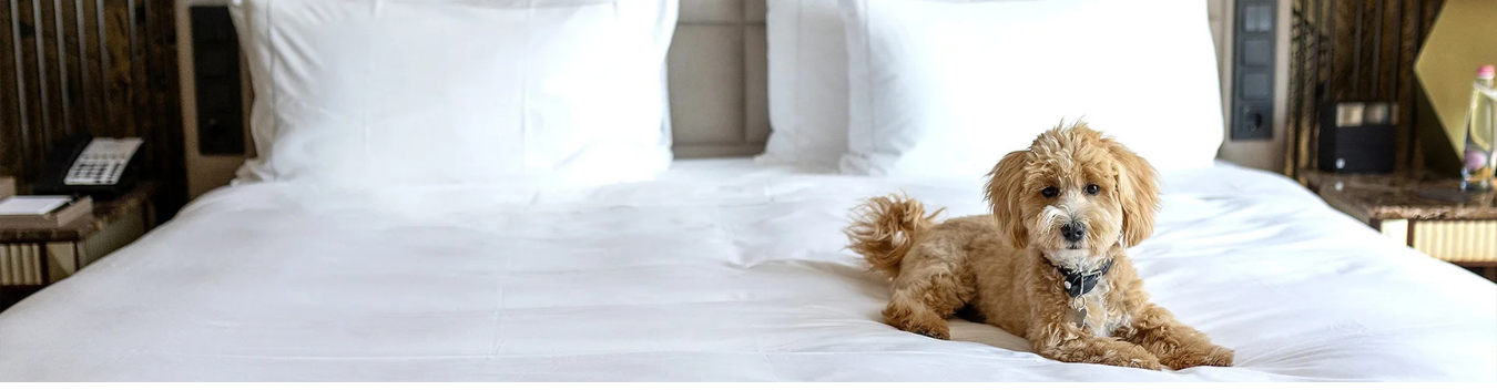 pet-friendly hotels in Galena