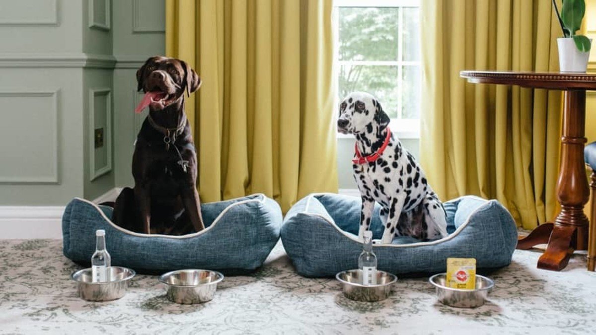 pet-friendly hotels in Helen