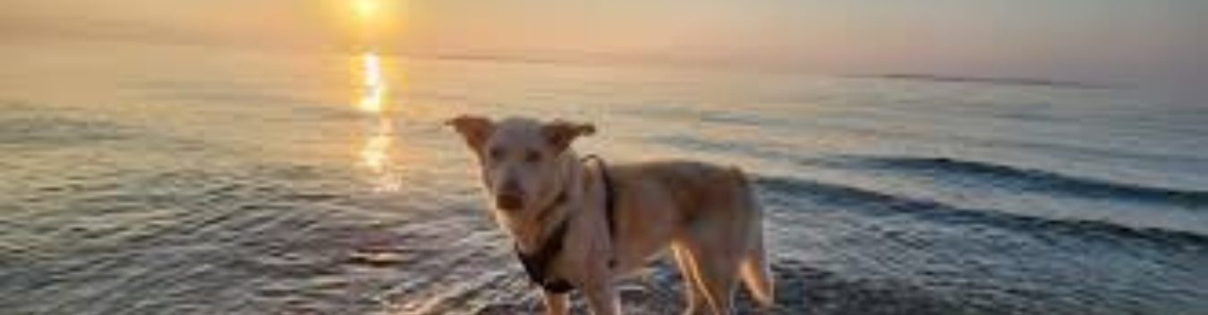 pet-friendly hotels in atlantic city