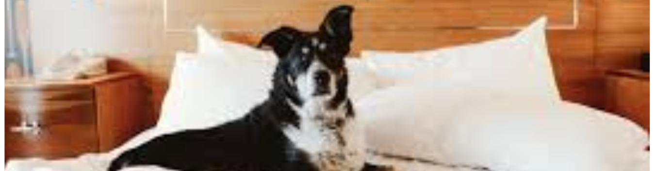 pet-friendly hotels in bloomington