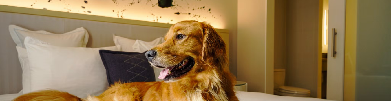 pet-friendly hotels in hartford