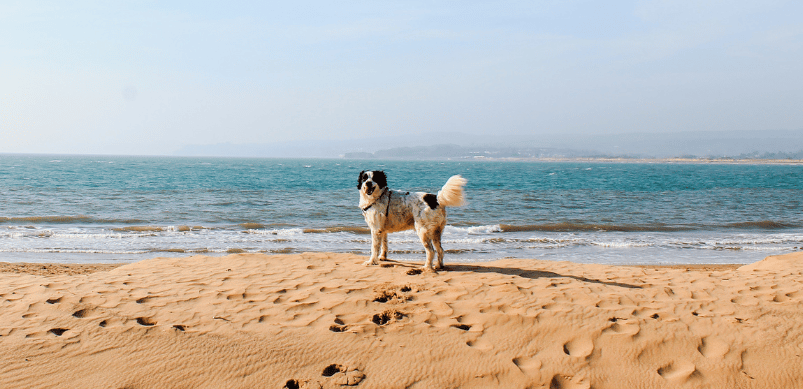 pet-friendly hotels in holland