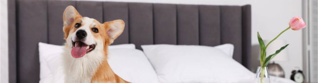 pet-friendly-hotels-in-las-cruces