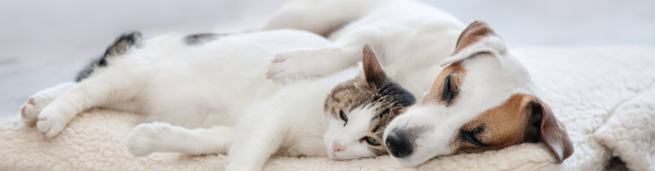 pet friendly hotels in tulsa