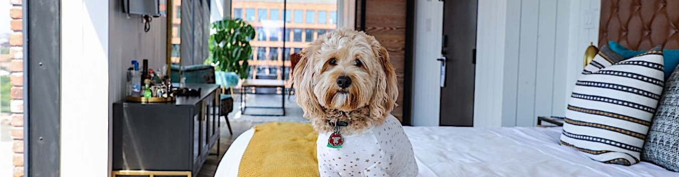 Pet-Friendly Hotels in Williamsburg