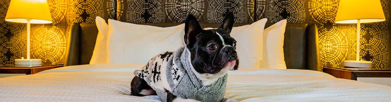 Pet-Friendly hotels in Annapolis
