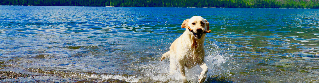 pet-friendly hotel in bozeman