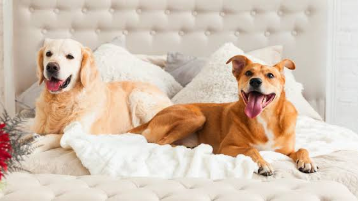 pet-friendly hotels in Fayetteville