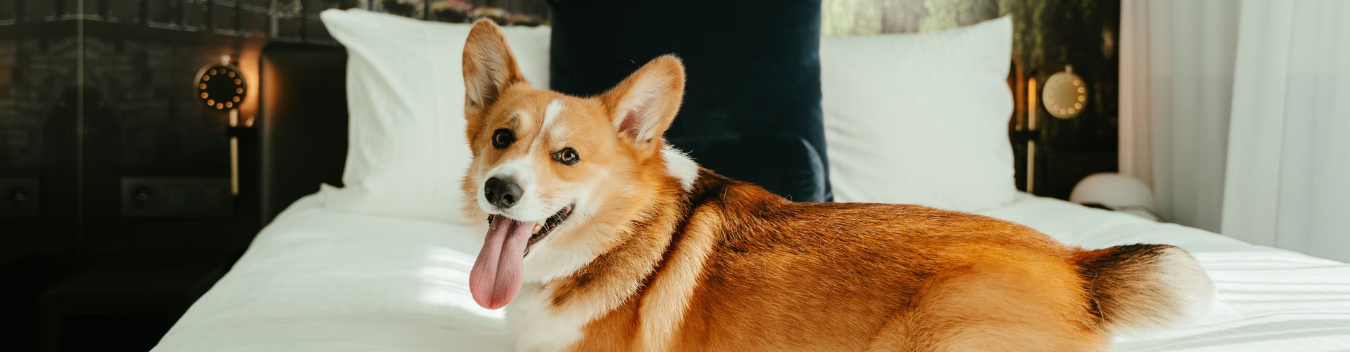 pet-friendly hotels in Fayetteville