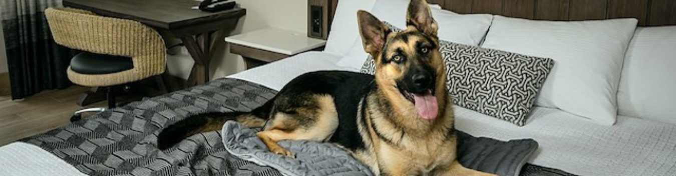 pet-friendly hotels in bar harbor