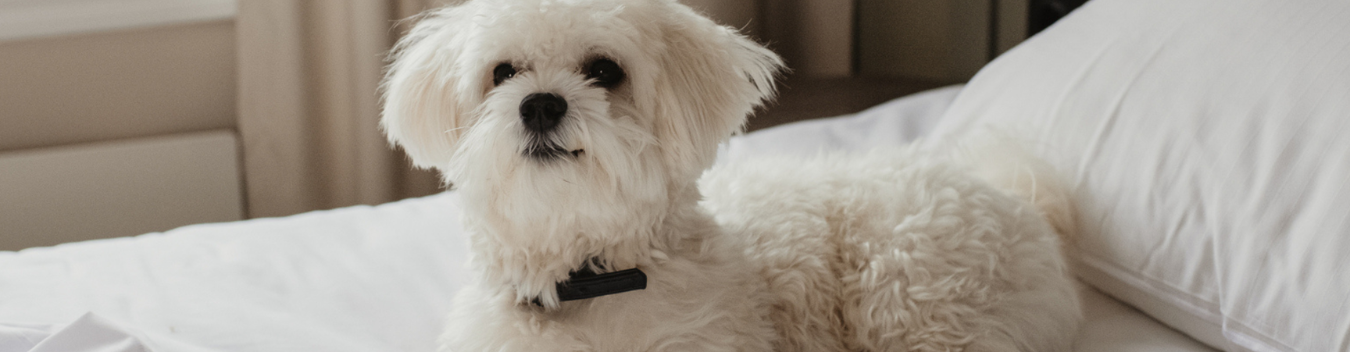 pet-friendly hotels in bismarck
