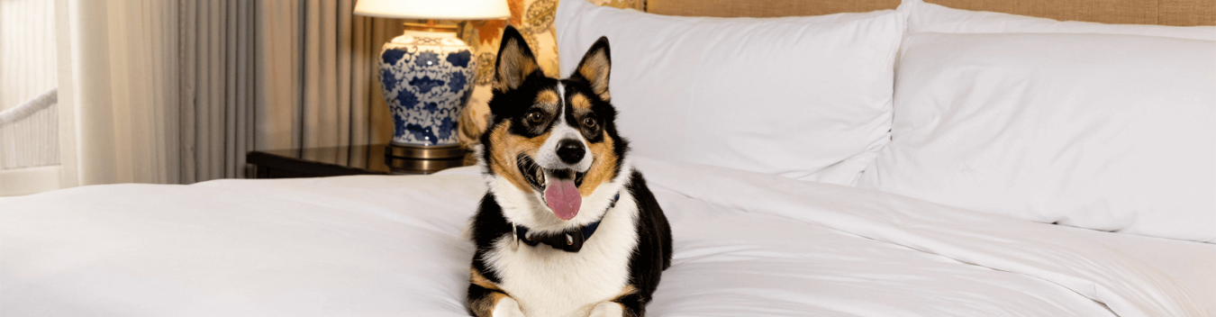 pet-friendly hotels in charleston
