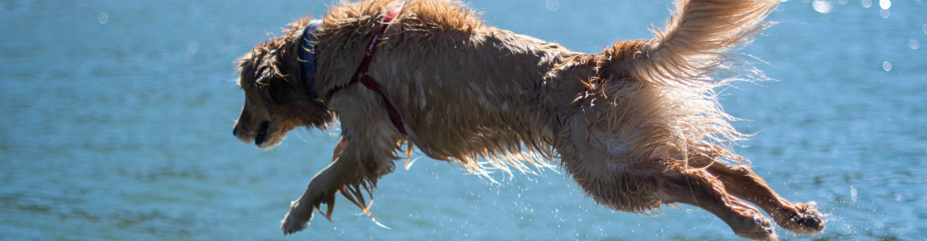 pet-friendly hotels in durango