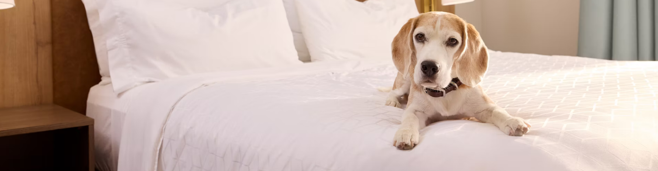 pet-friendly hotels in gettysburg