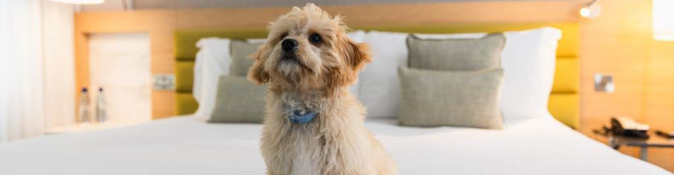 pet-friendly hotels in hot springs