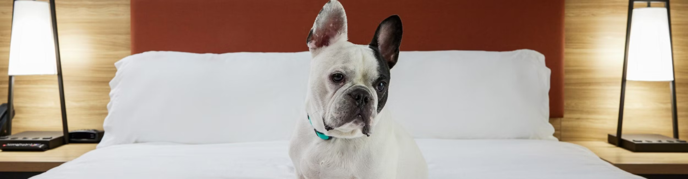 pet-friendly hotels in kearney