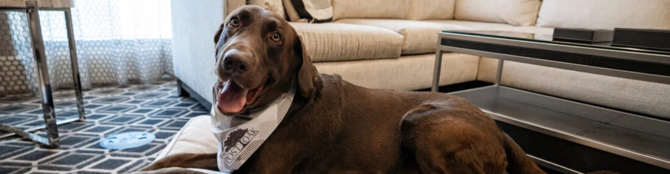 pet-friendly hotels in madison