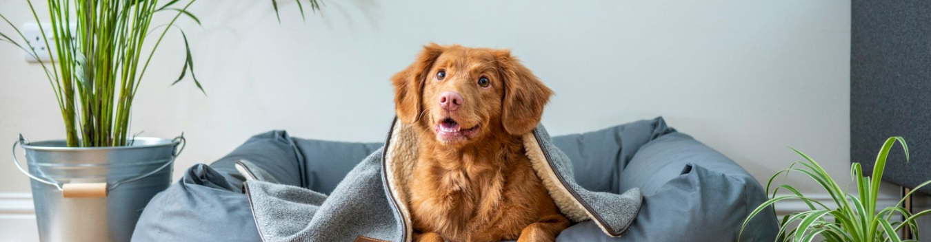 pet-friendly hotels in providence