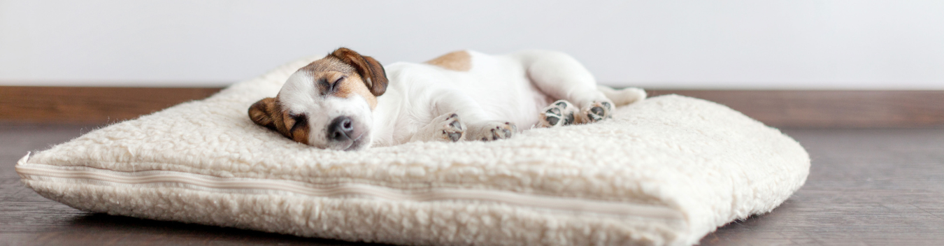 pet-friendly hotels in rapid city