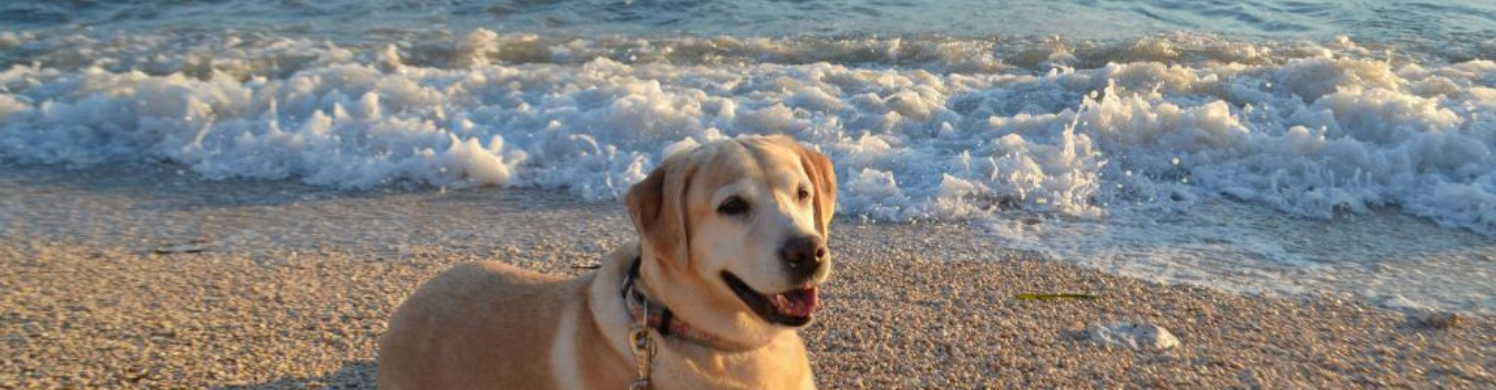 pet-friendly hotels in rehoboth beach
